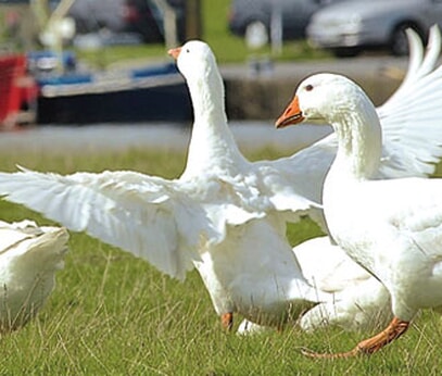 Daunendecke Dithmarscher Deichgans
